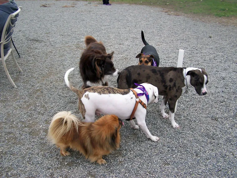 Our Primary Guests, photo 5 of 46